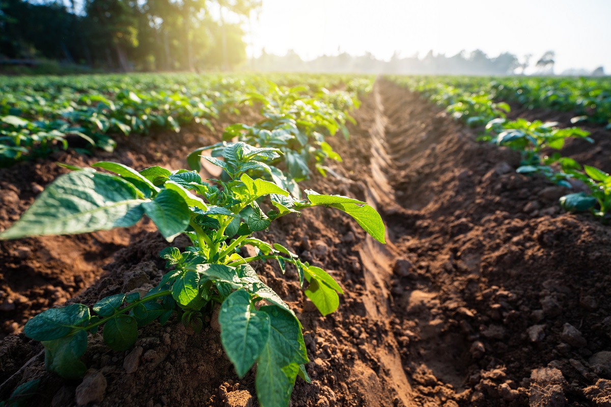 Differimento dei termini di sottoscrizione delle polizze assicurative agricole agevolate al 30 Giugno